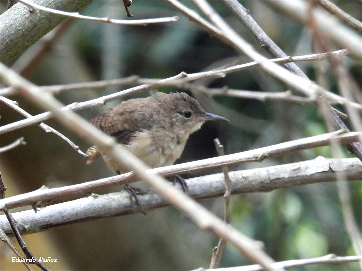 House Wren - ML615436265