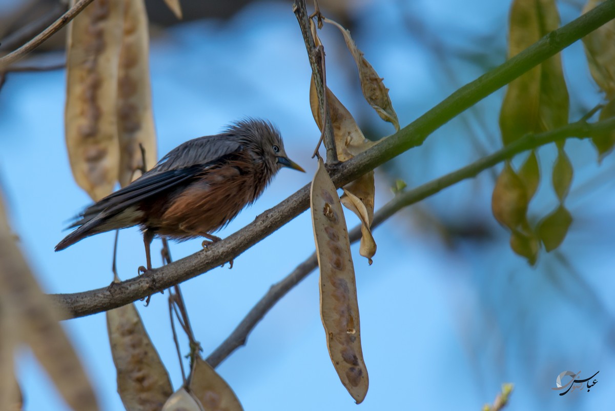 Chestnut-tailed Starling - ML615436292