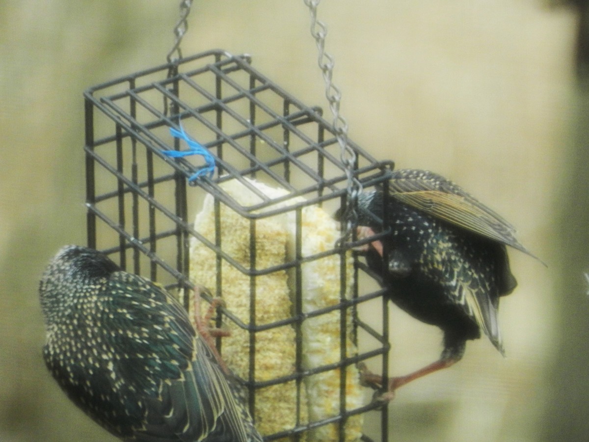 European Starling - ML615436297