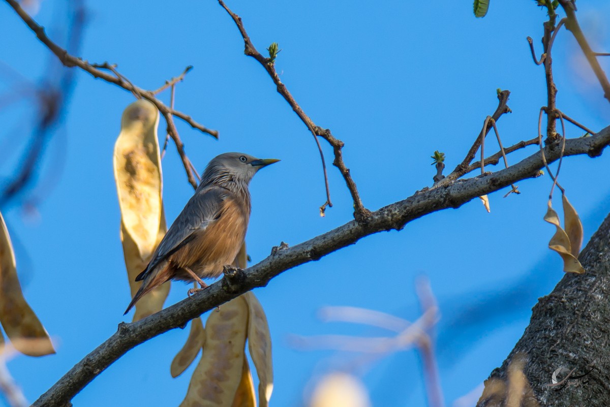 Chestnut-tailed Starling - ML615436304