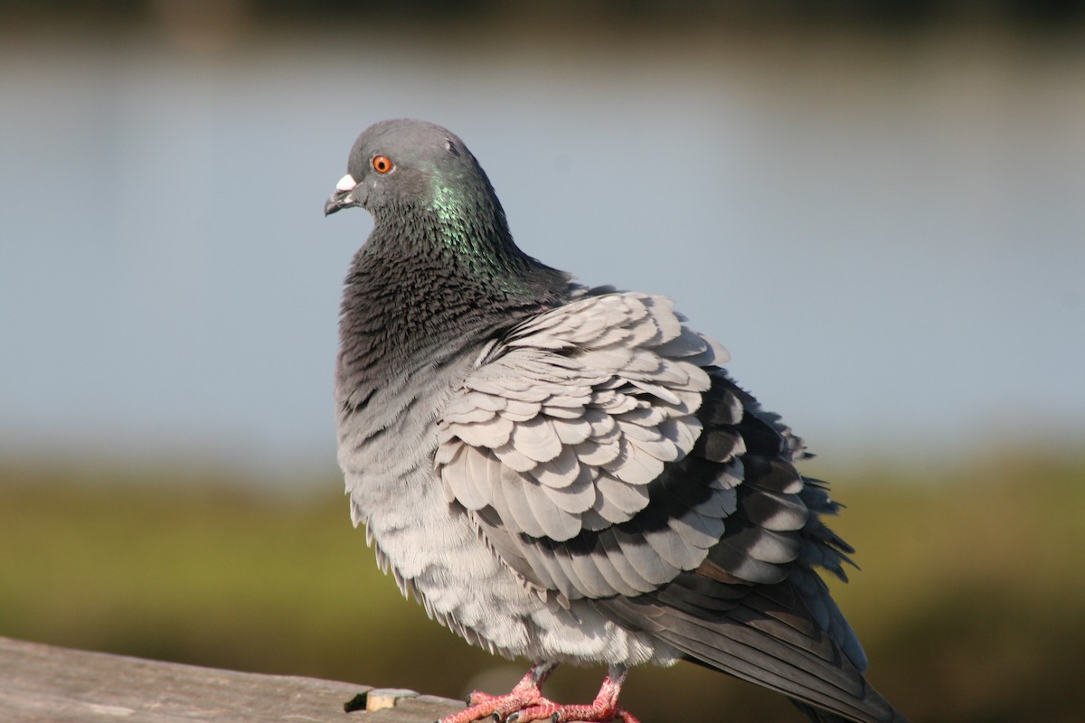Rock Pigeon (Feral Pigeon) - ML615436330