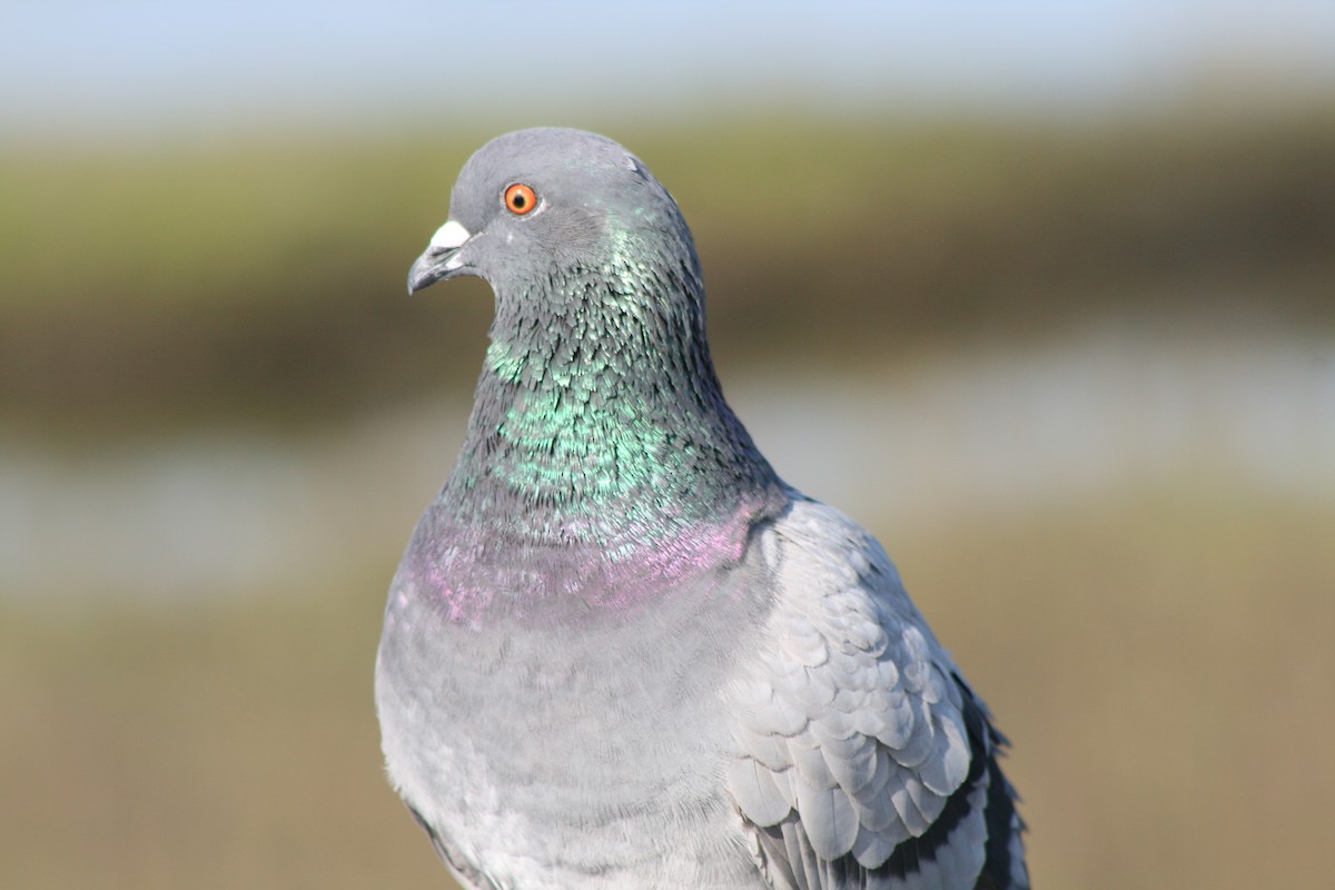 Rock Pigeon (Feral Pigeon) - ML615436339