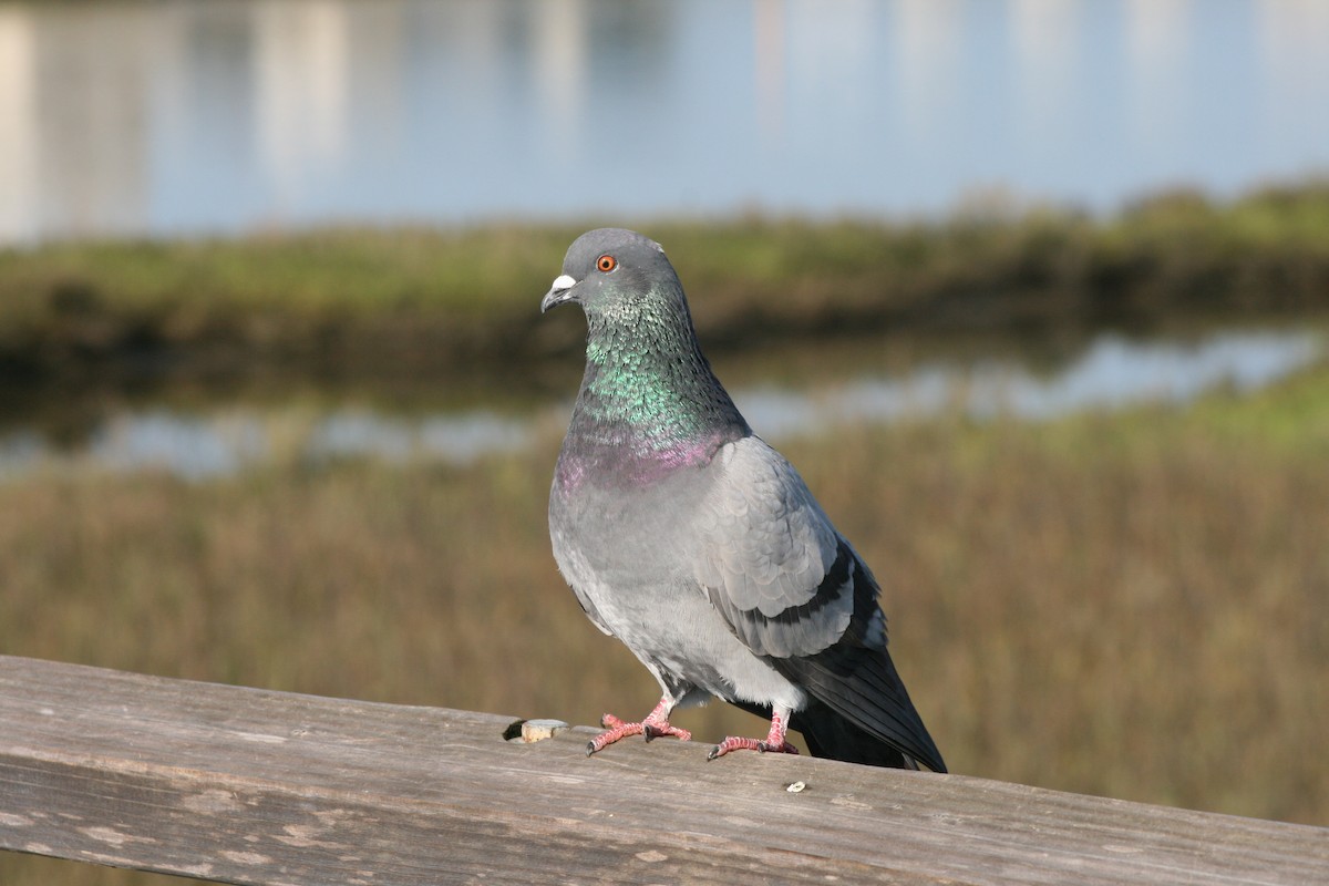 Rock Pigeon (Feral Pigeon) - ML615436349