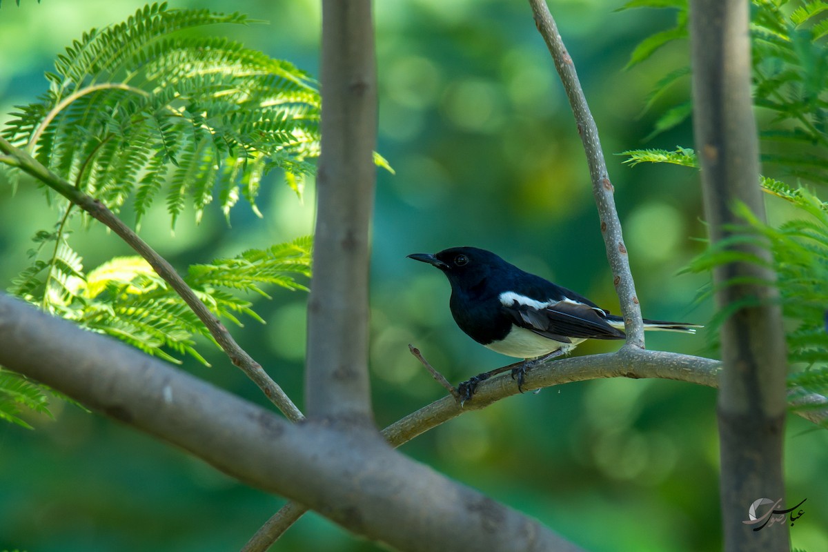 Oriental Magpie-Robin - ML615436351