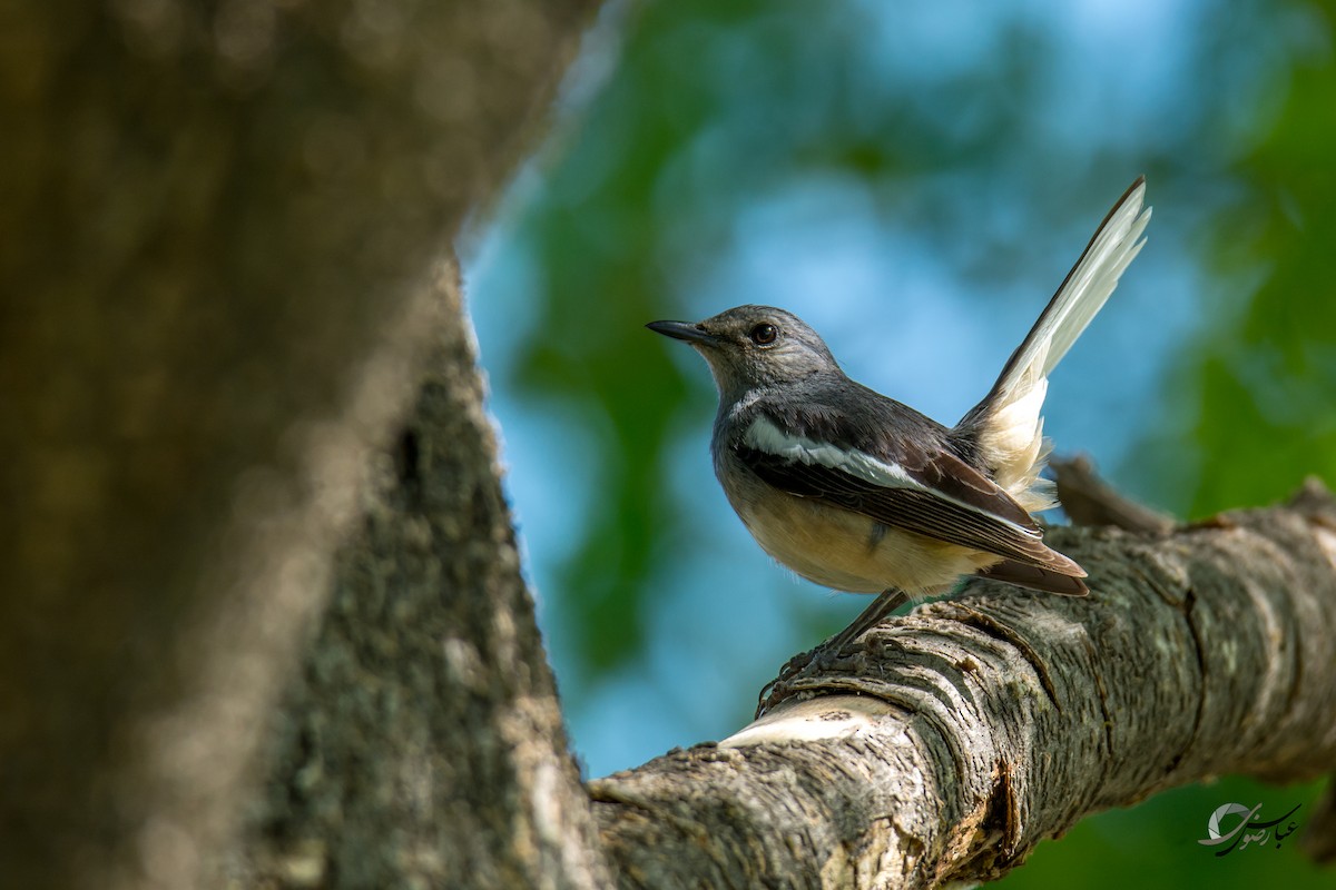 Oriental Magpie-Robin - ML615436364