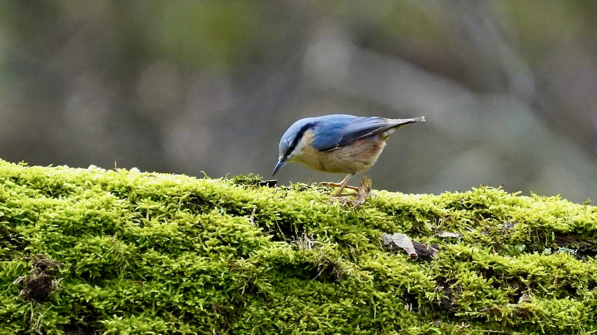 Eurasian Nuthatch - ML615436380