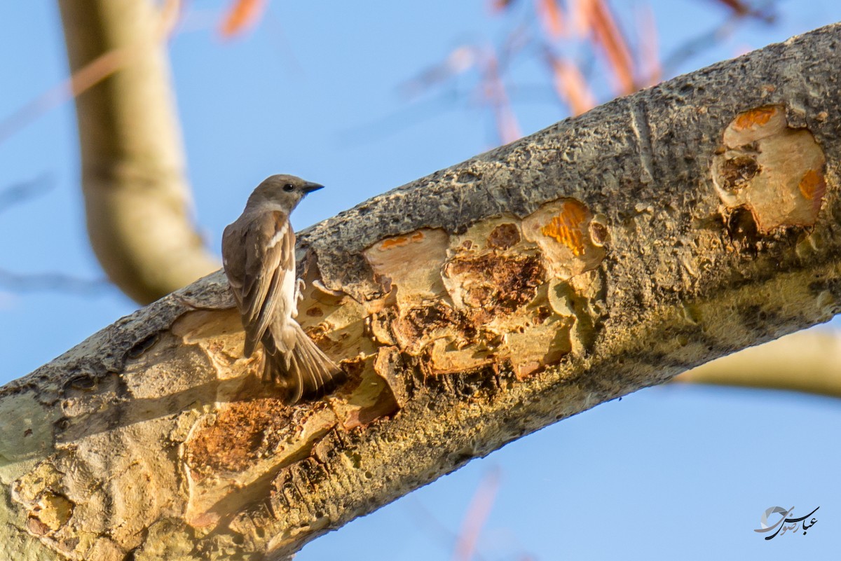 Yellow-throated Sparrow - ML615436416