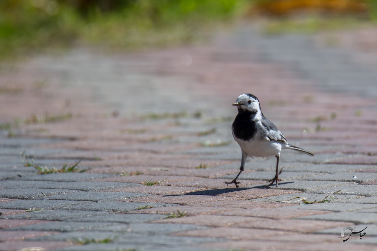 White Wagtail - ML615436425