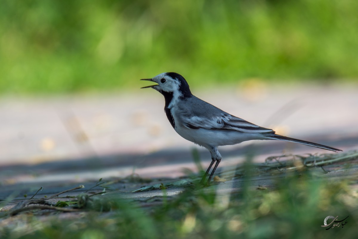 White Wagtail - ML615436426