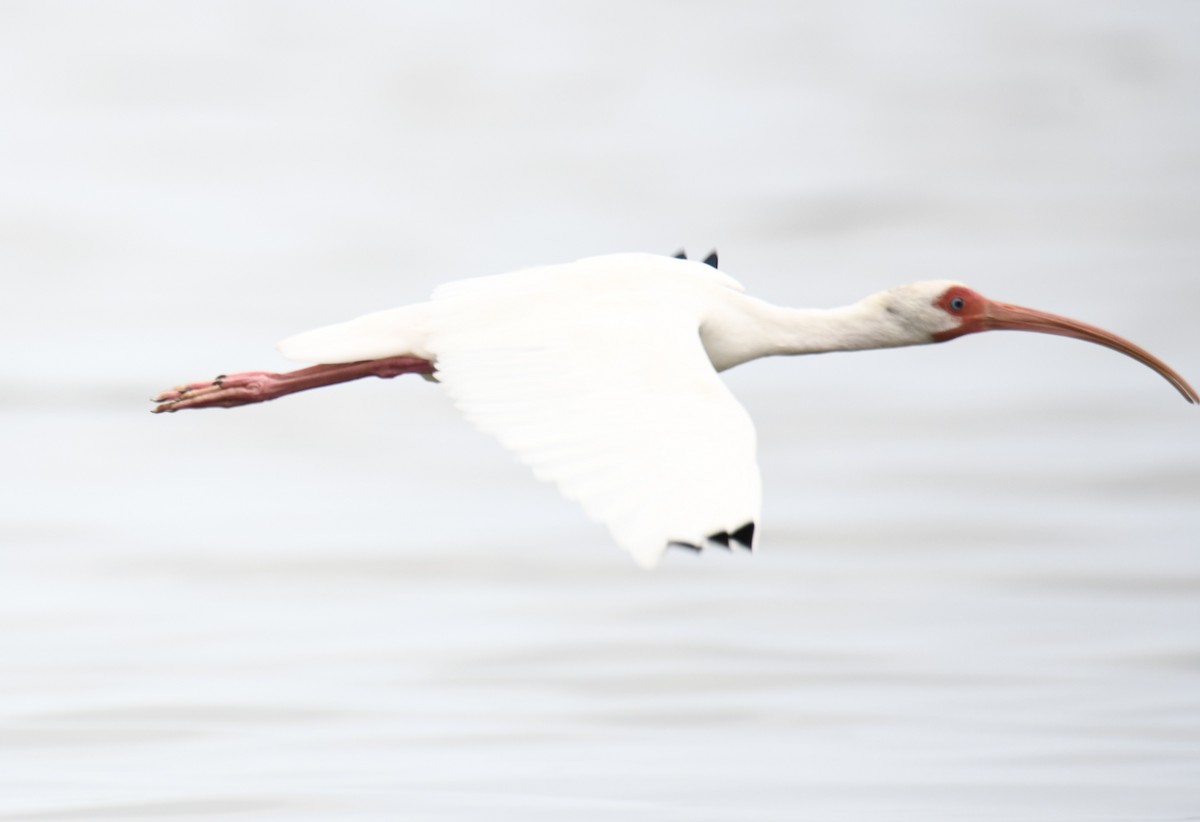 ibis bílý - ML615436452