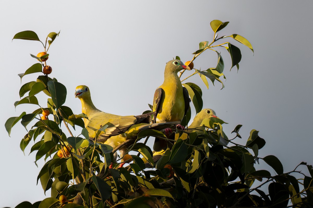 Thick-billed Green-Pigeon - Arindam Chowdhury