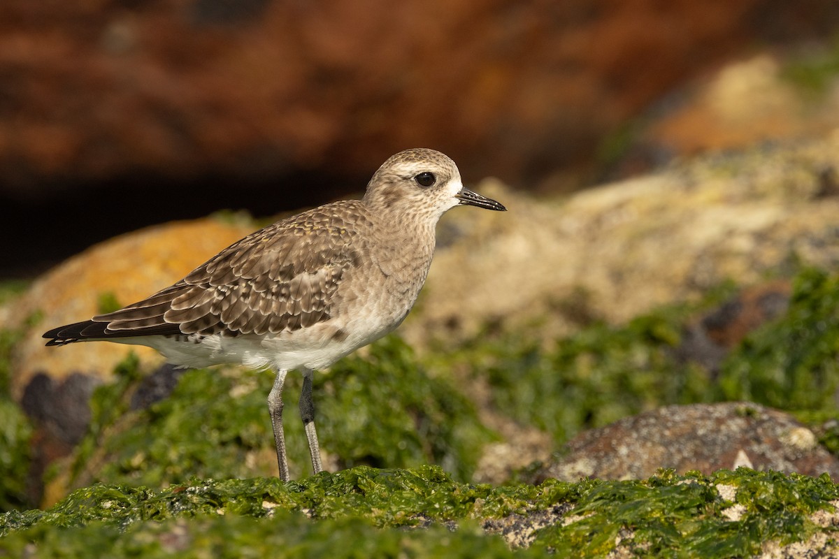 American Golden-Plover - ML615436499