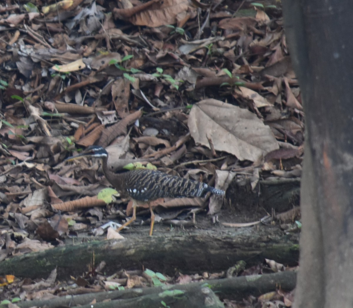 Sunbittern - ML615436502