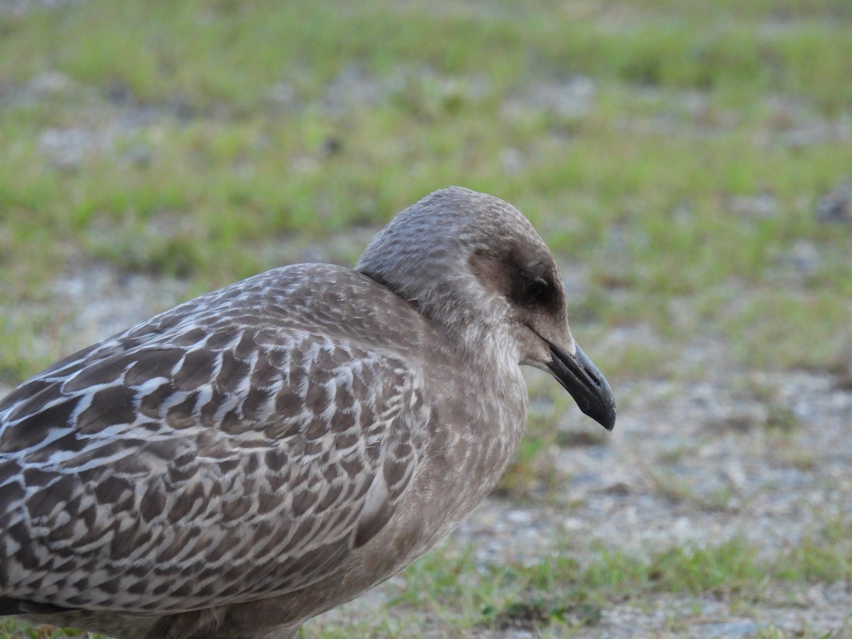 Lesser Black-backed Gull - ML615436523