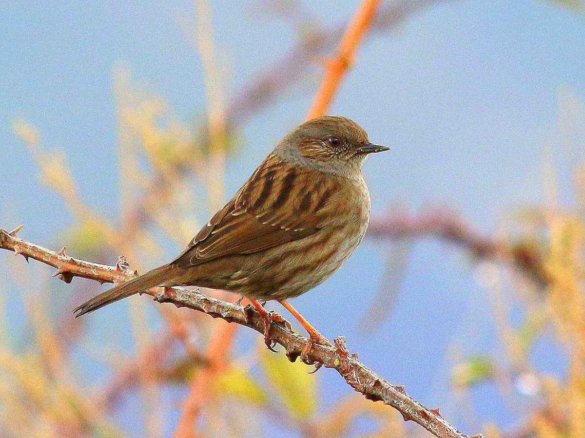 Dunnock - ML615436567