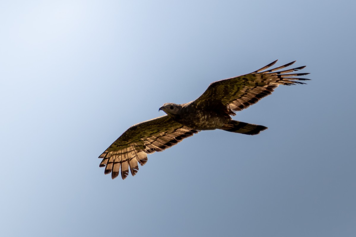 Oriental Honey-buzzard - ML615436594