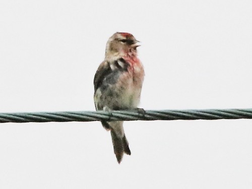 Common/Lesser Redpoll - ML615436676