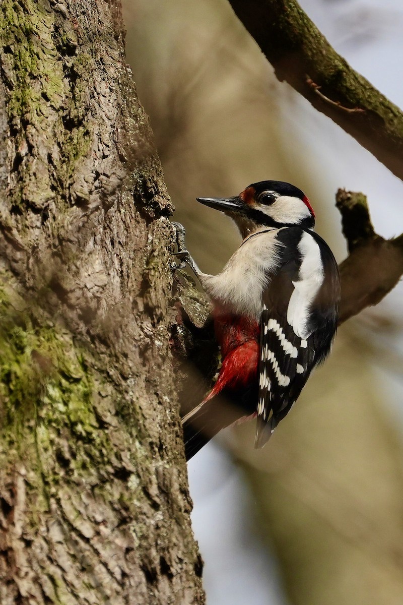 Great Spotted Woodpecker - ML615436694