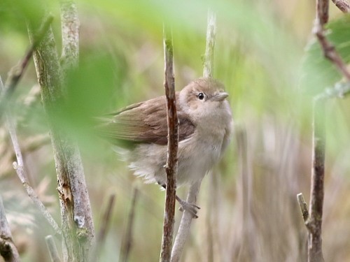 Garden Warbler - ML615436695