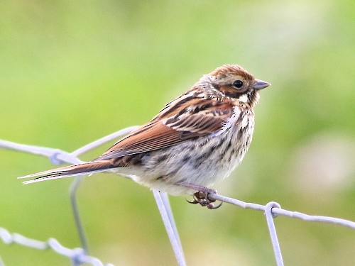 Reed Bunting - ML615436703