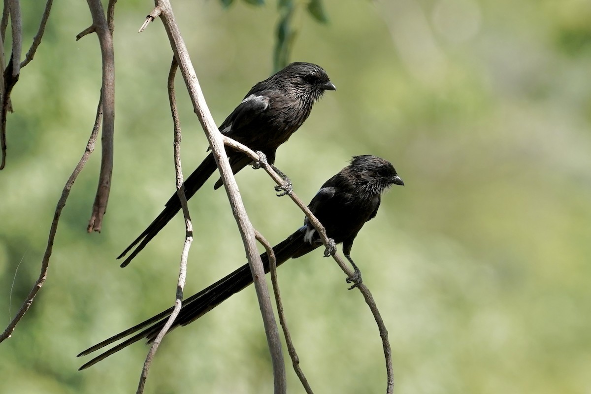 Magpie Shrike - Daniel Winzeler