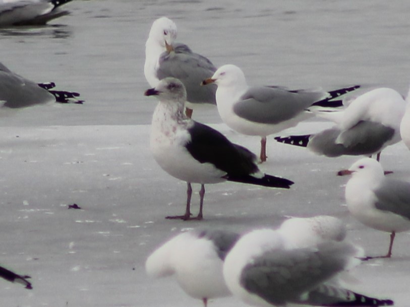 Gaviota (Larus) sp. - ML615436721