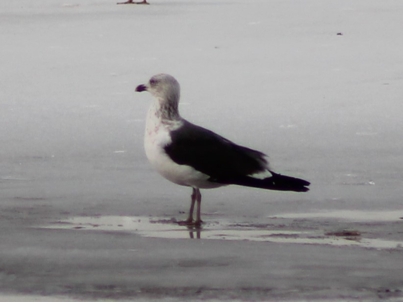 Gaviota (Larus) sp. - ML615436722