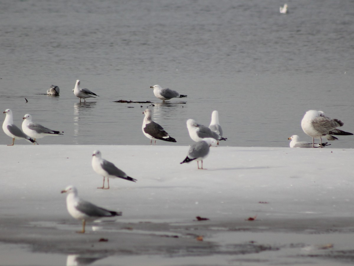 Gaviota (Larus) sp. - ML615436723