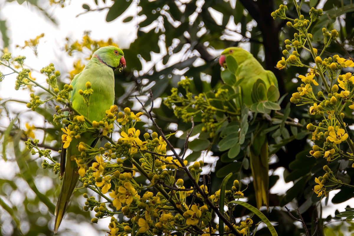 Rose-ringed Parakeet - ML615436955