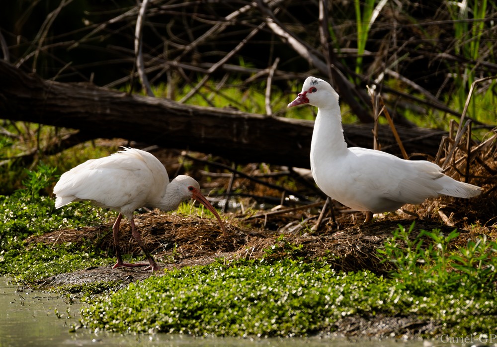 Muscovy Duck (Domestic type) - ML615436976