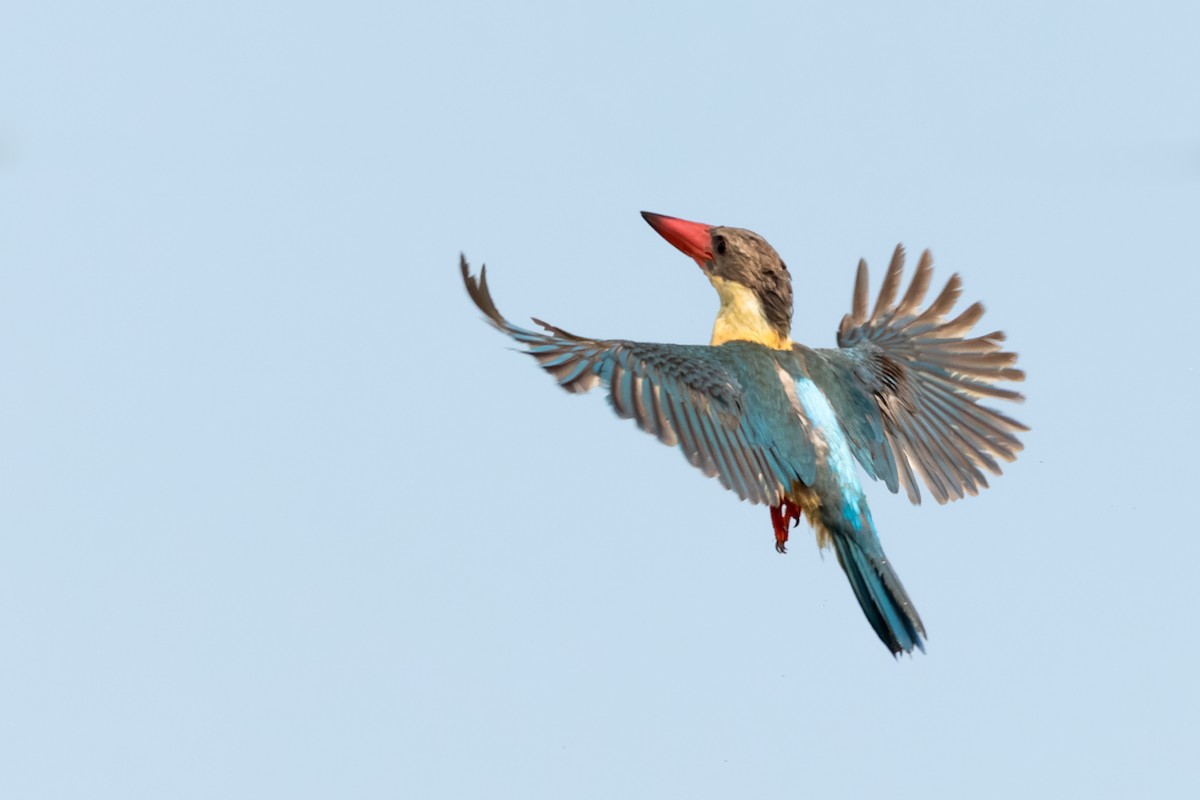 Stork-billed Kingfisher - ML615437015