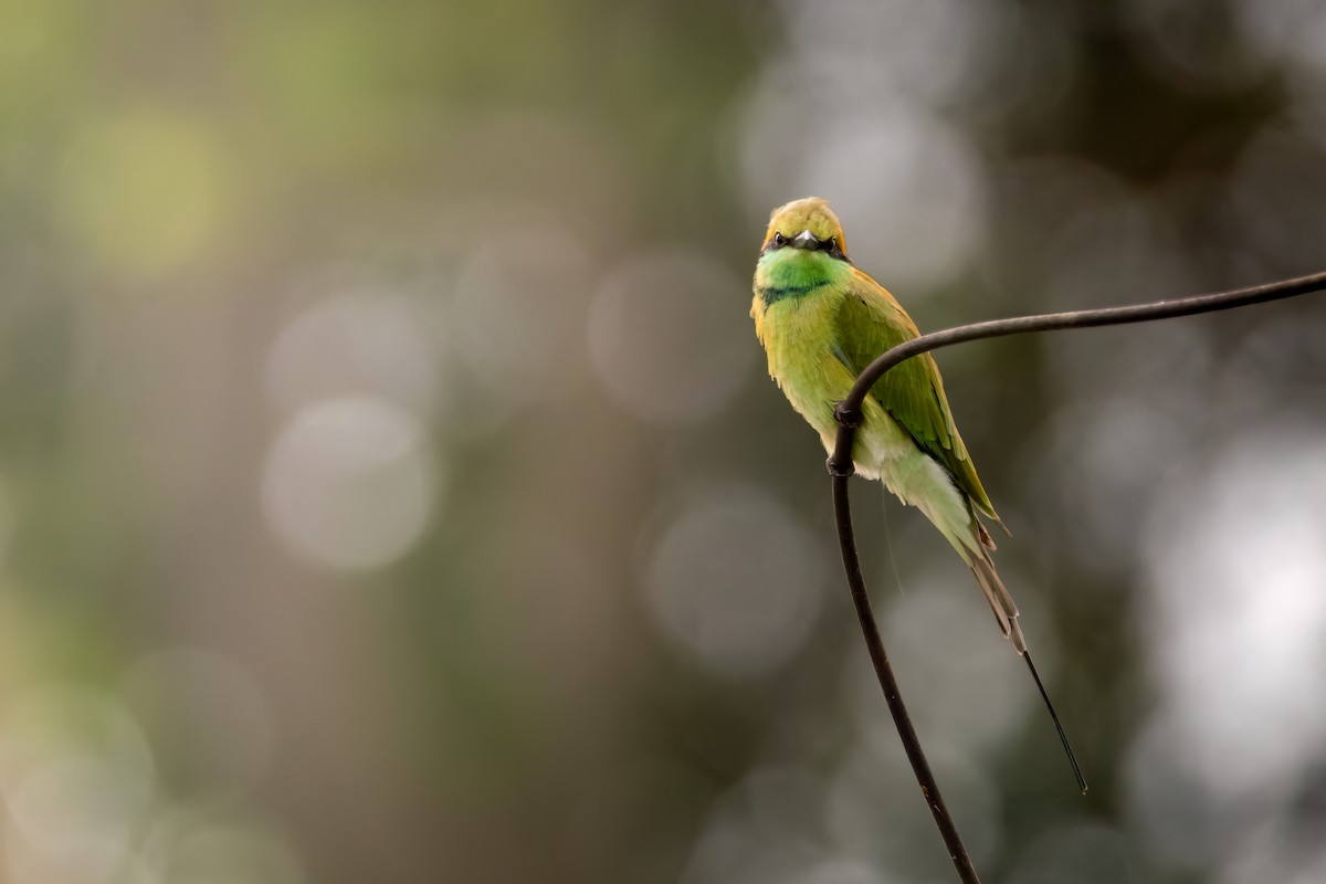Asian Green Bee-eater - ML615437029