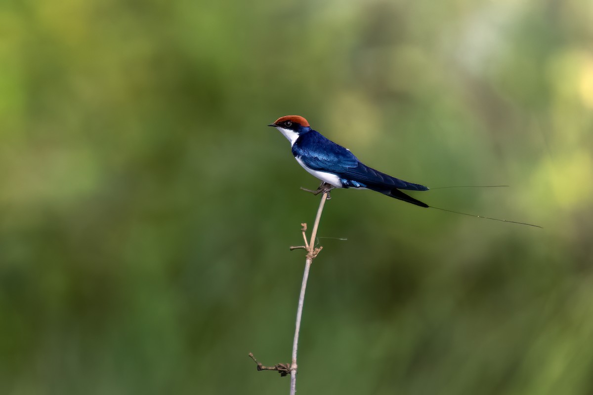Wire-tailed Swallow - ML615437043
