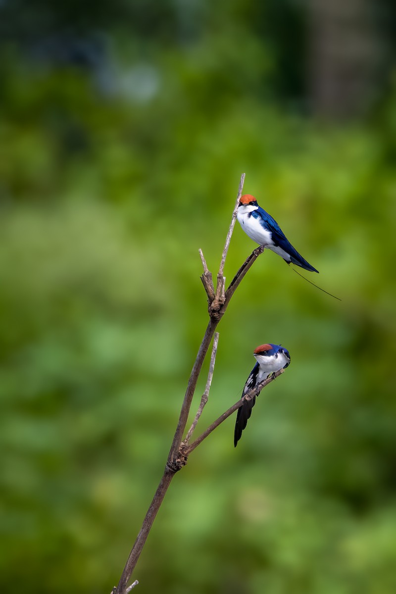 Wire-tailed Swallow - ML615437045