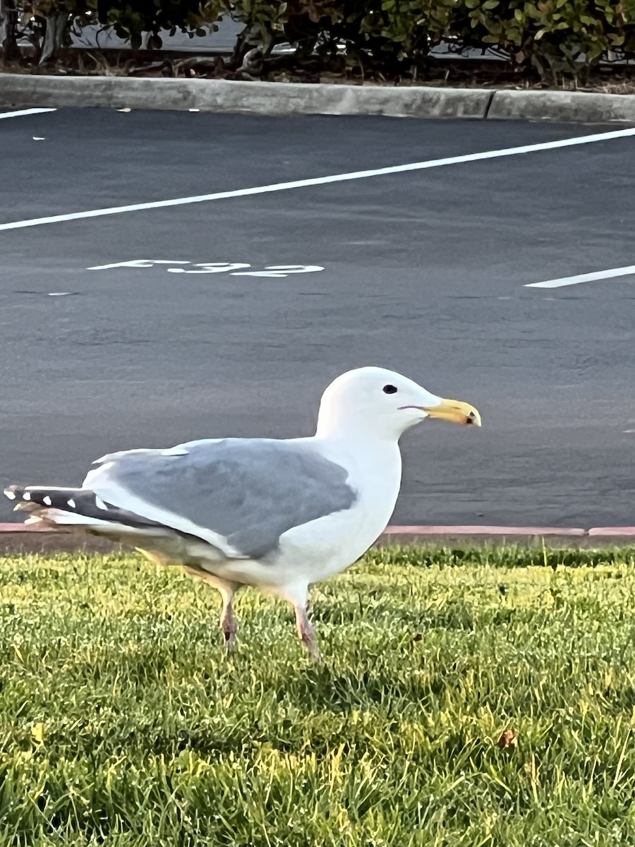 Glaucous-winged Gull - ML615437201