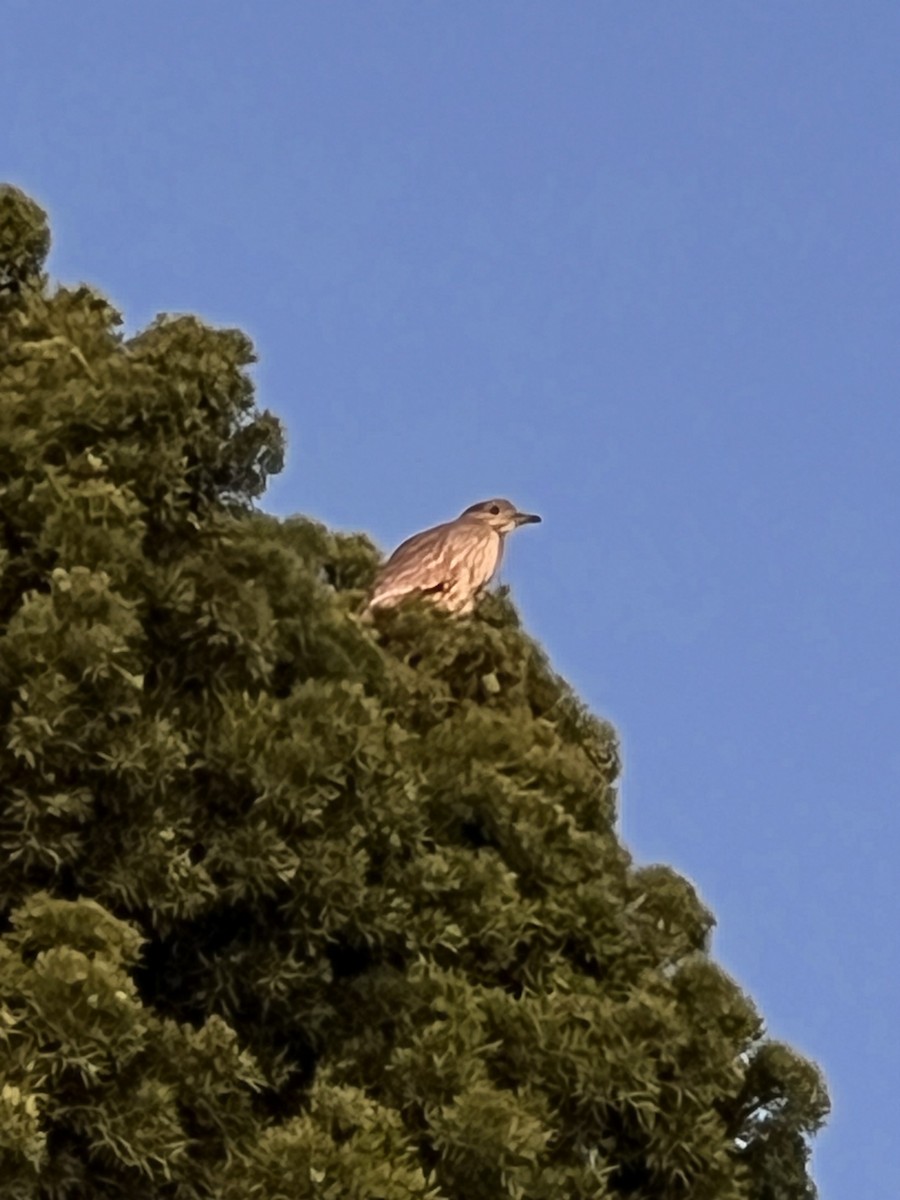 Black-crowned Night Heron - ML615437210