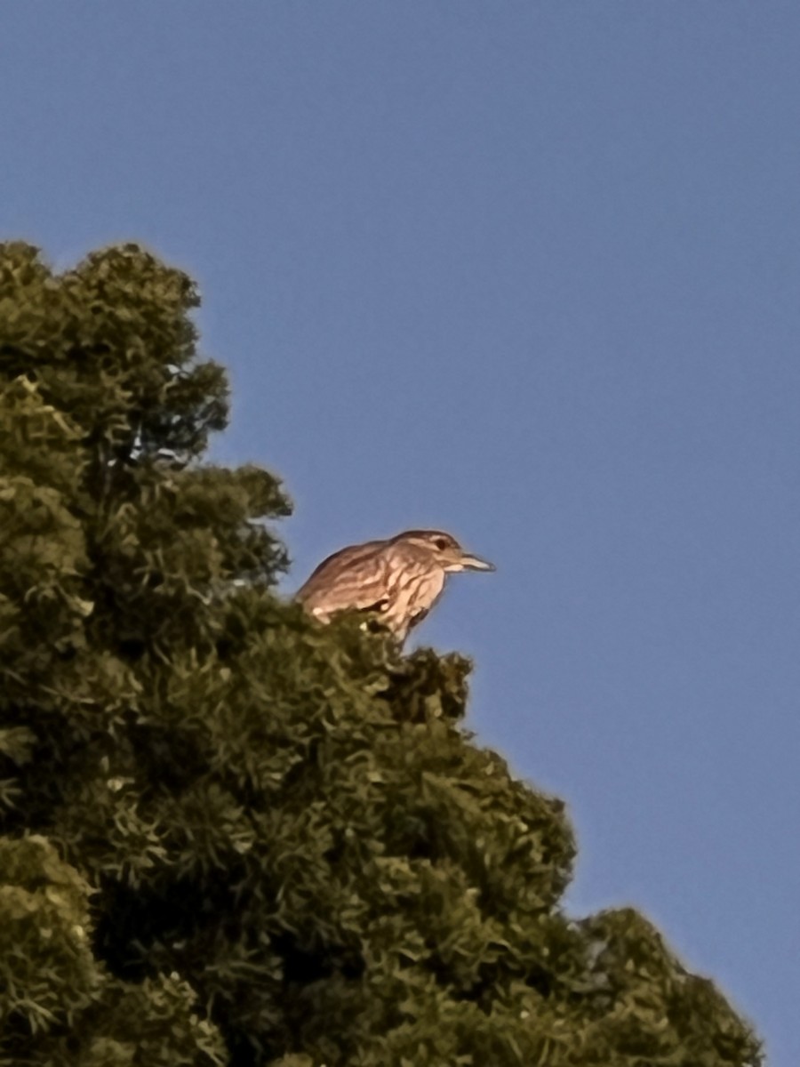 Black-crowned Night Heron - ML615437212