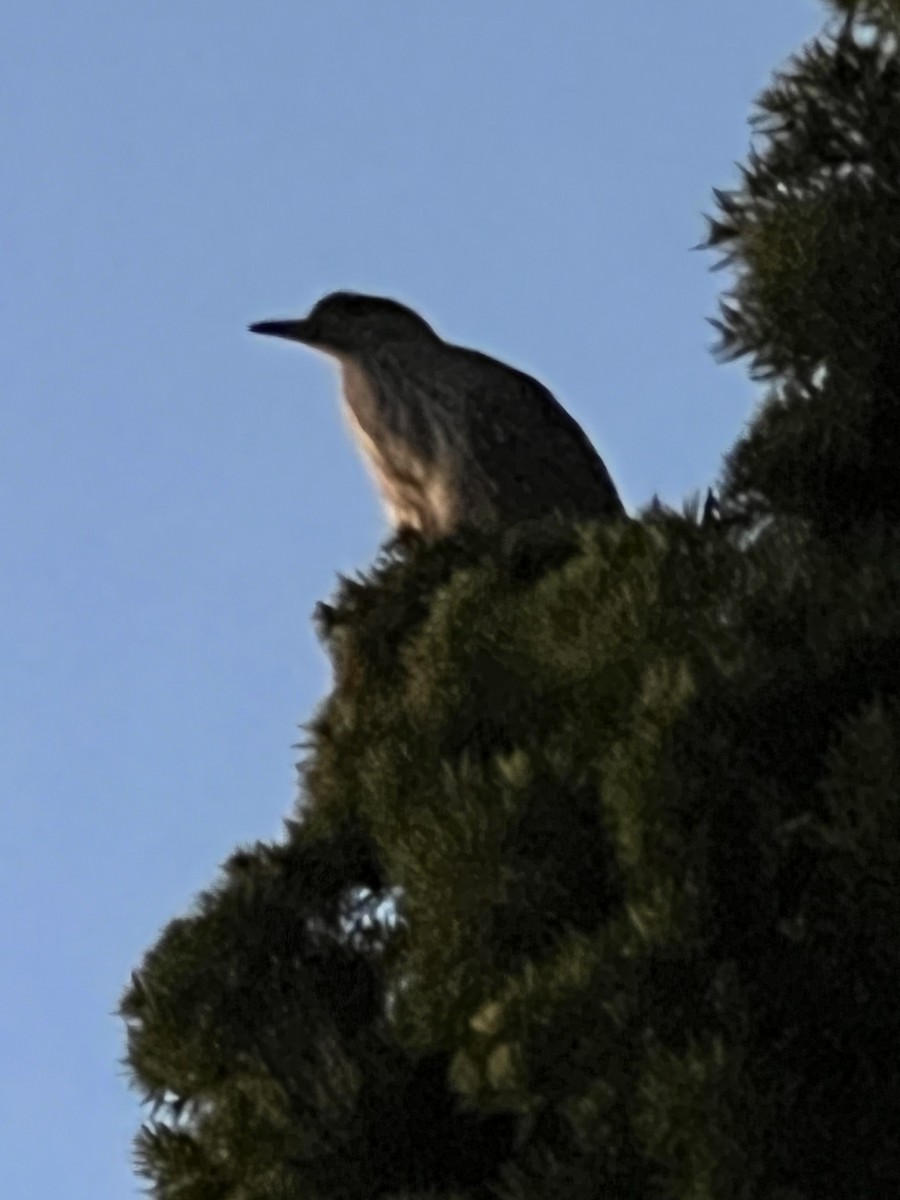 Black-crowned Night Heron - ML615437213