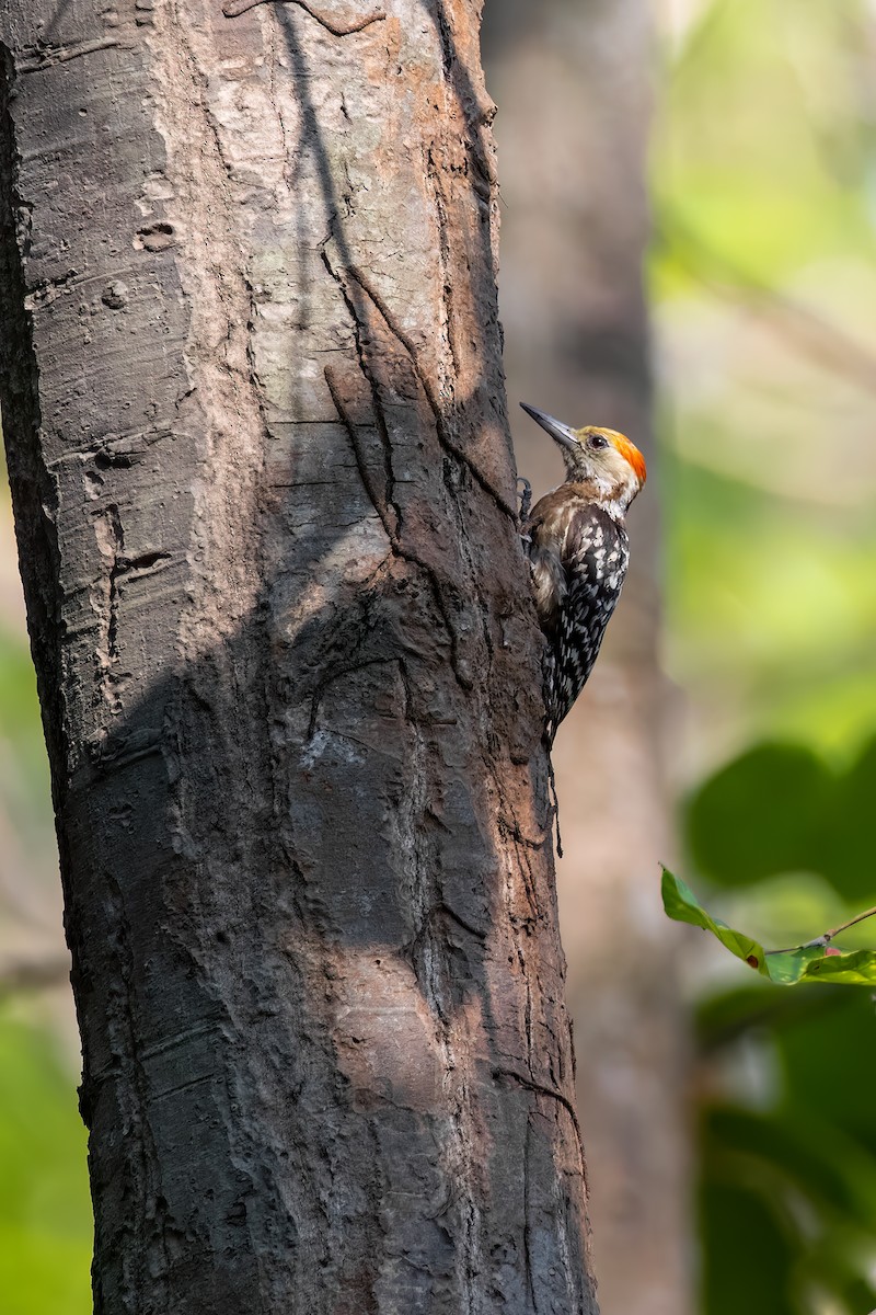 Yellow-crowned Woodpecker - ML615437283