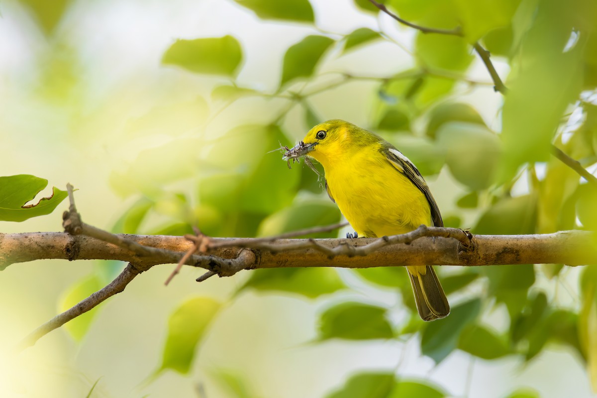 Common Iora - ML615437331