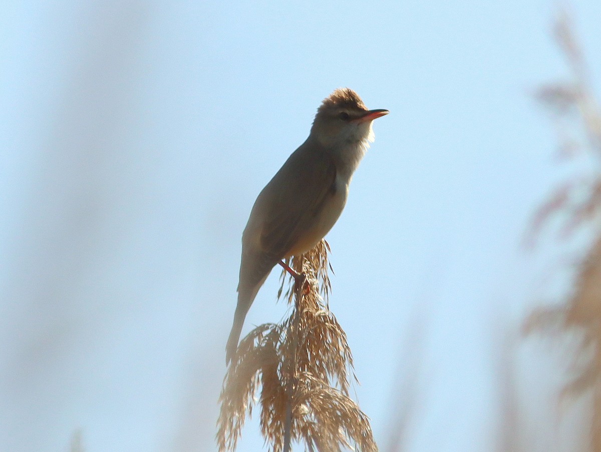 Great Reed Warbler - ML615437385