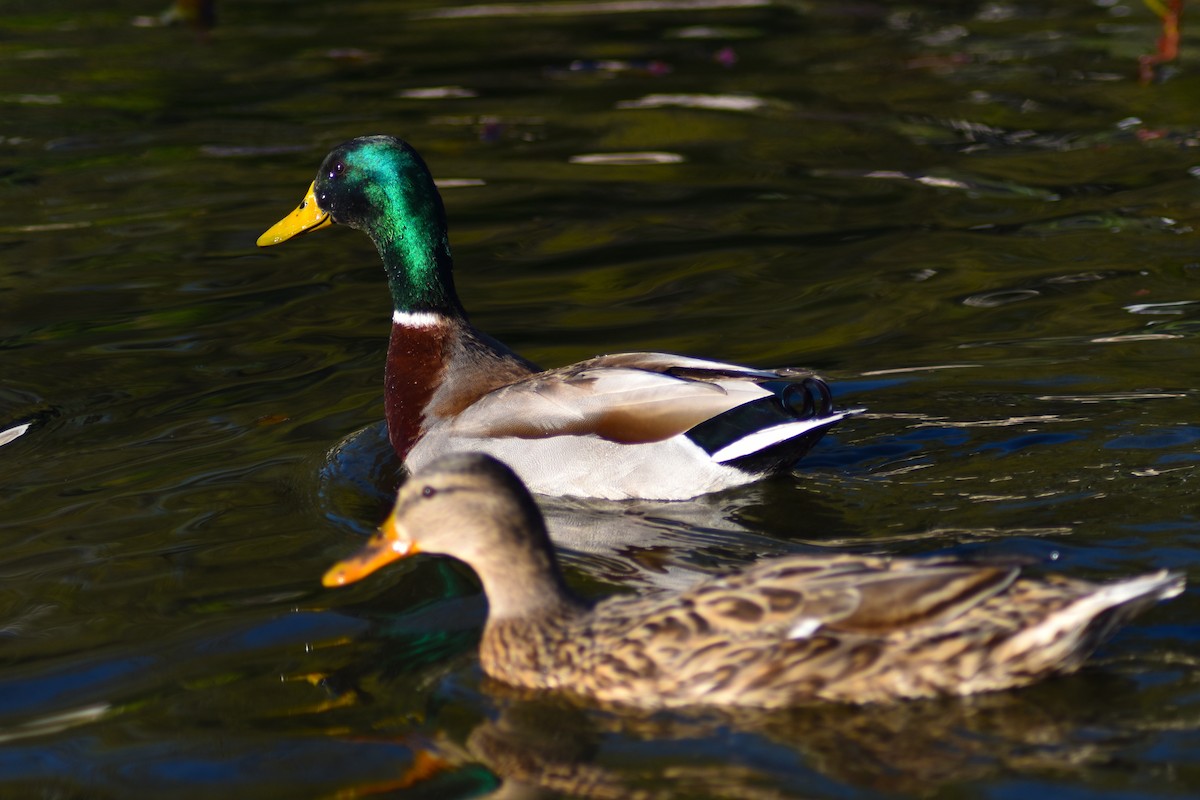 Mallard - ML615437443