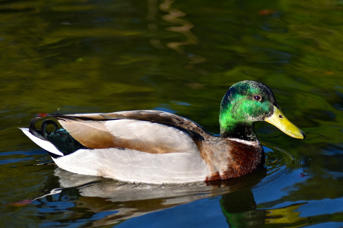 Mallard - ML615437450