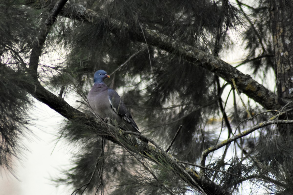 Common Wood-Pigeon - ML615437451