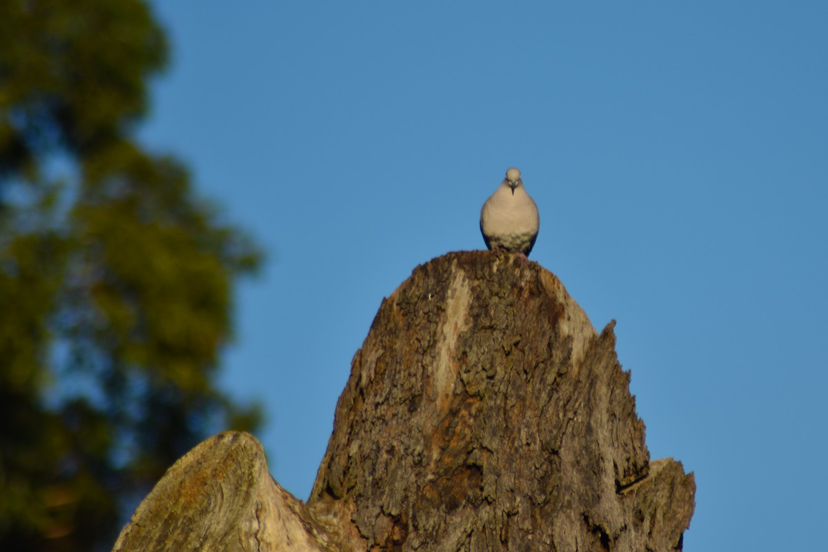 Eurasian Collared-Dove - ML615437453