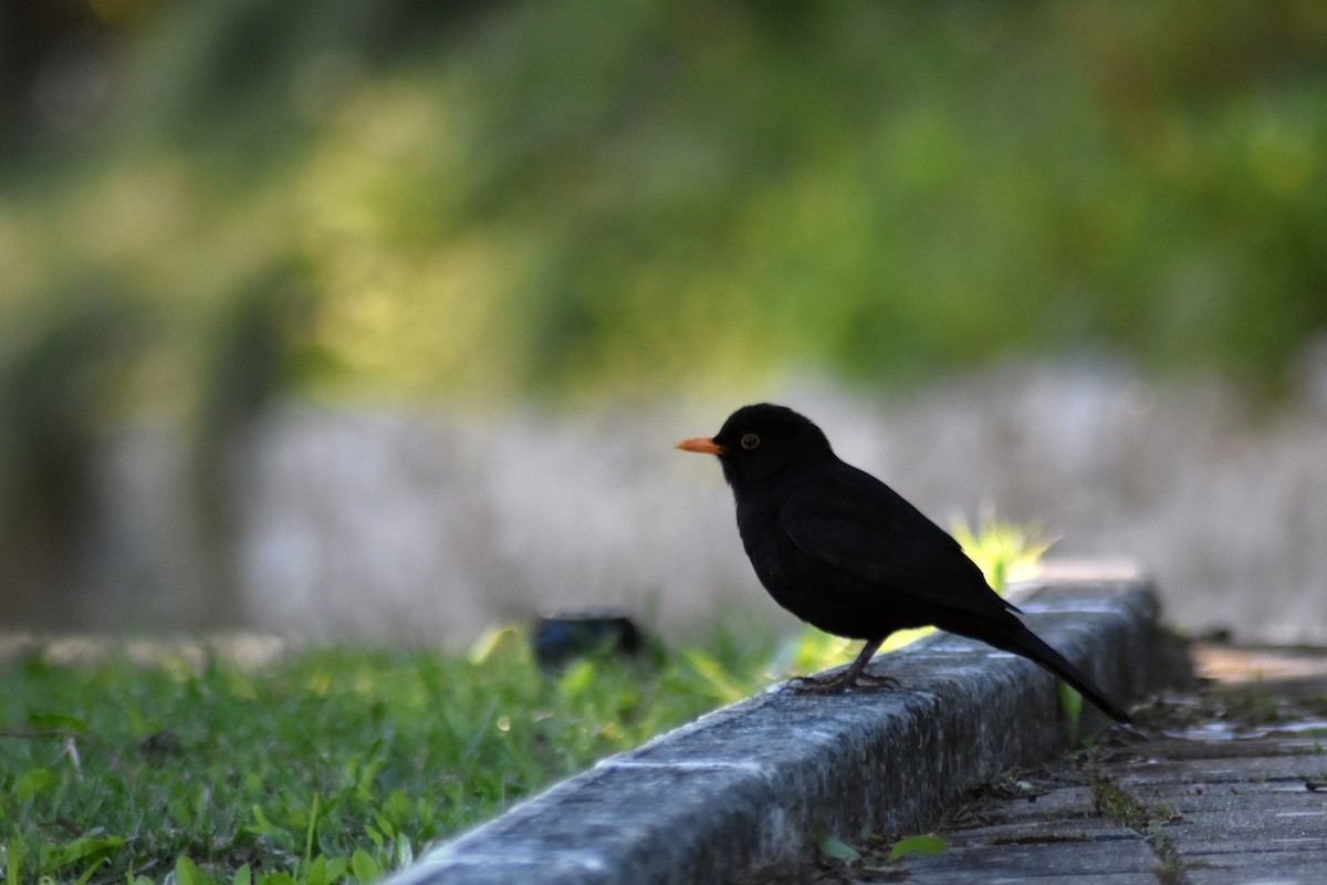 Eurasian Blackbird - ML615437458