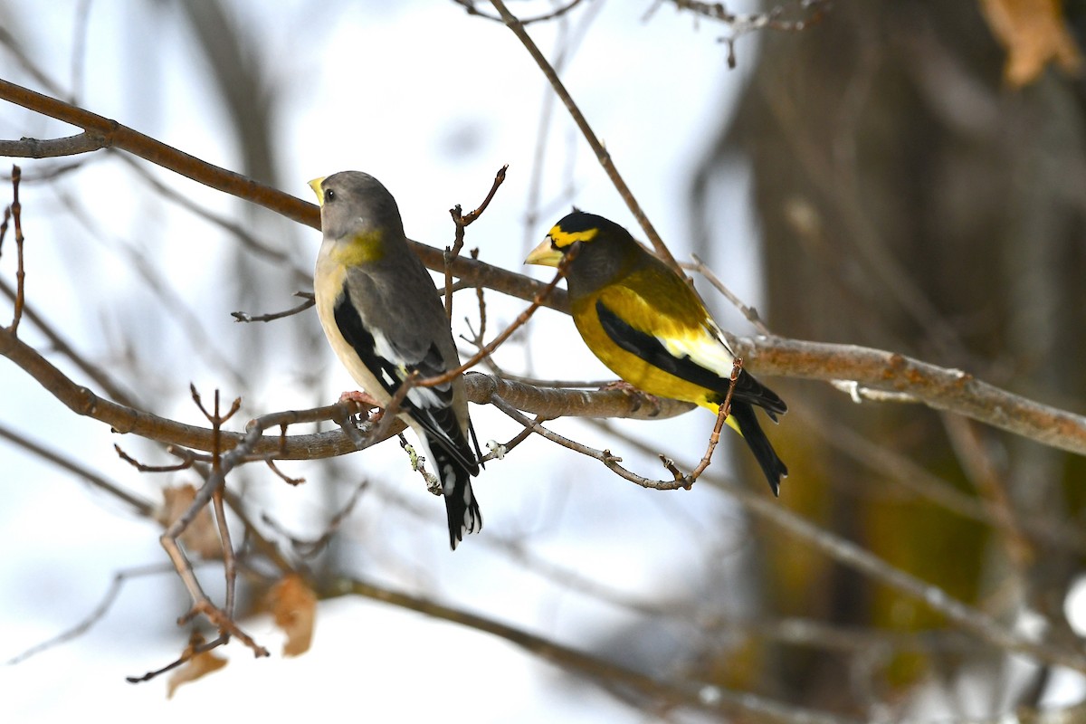 Evening Grosbeak - ML615437499