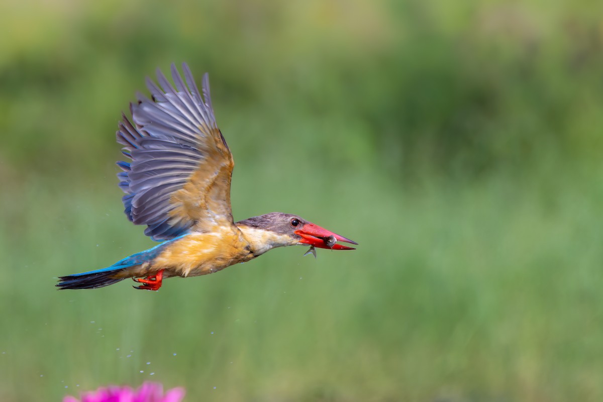 Stork-billed Kingfisher - ML615437504