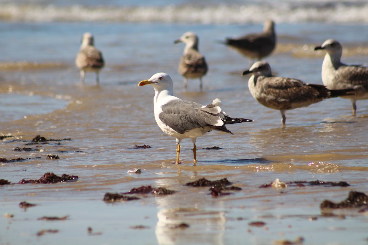 Lesser Black-backed Gull - ML615437546