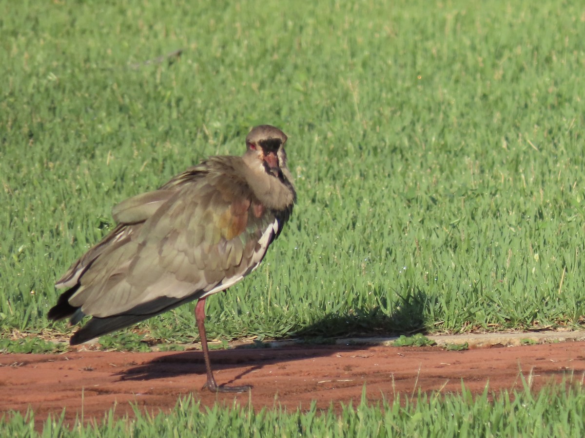 Кайеннский чибис (lampronotus) - ML615437565